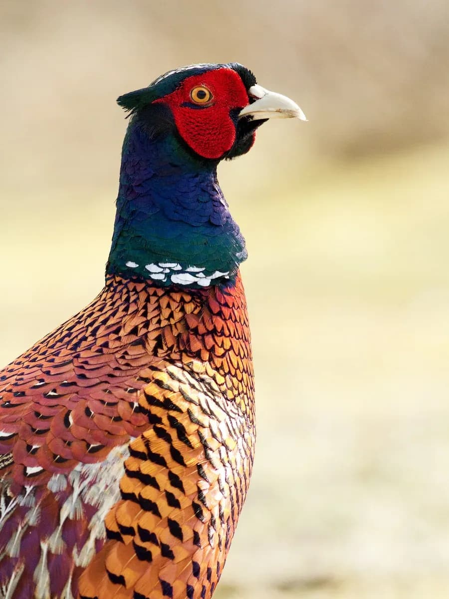 Himalayan monal pheasant with iridescent plumage