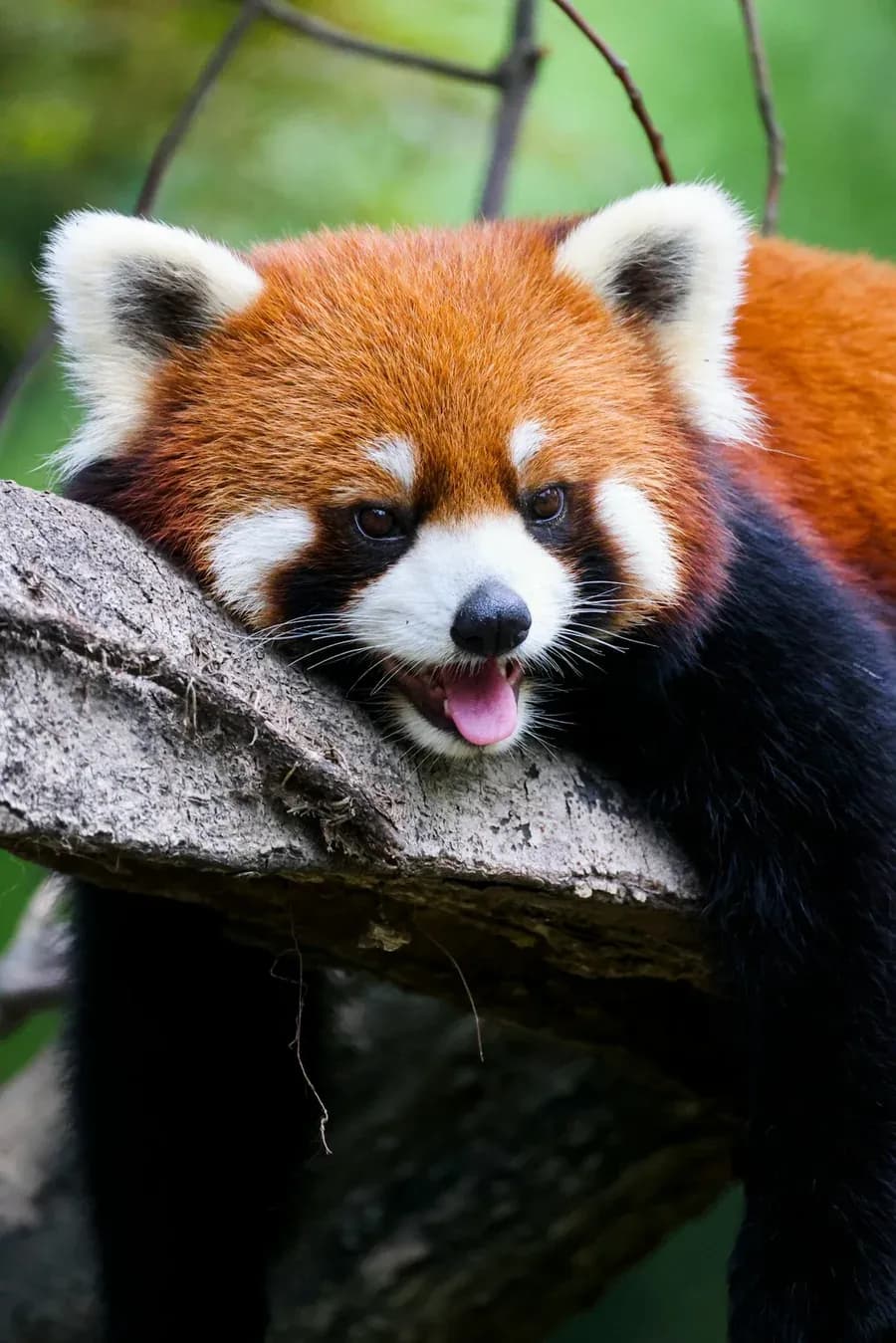 Red panda resting on a branch