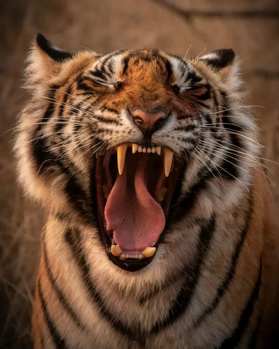 Bengal tiger in dense forest