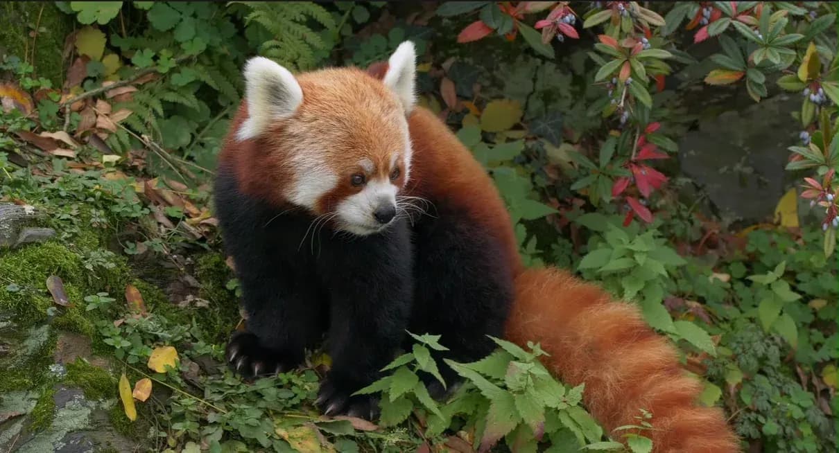 Red panda in Himalayan rhododendron forest
