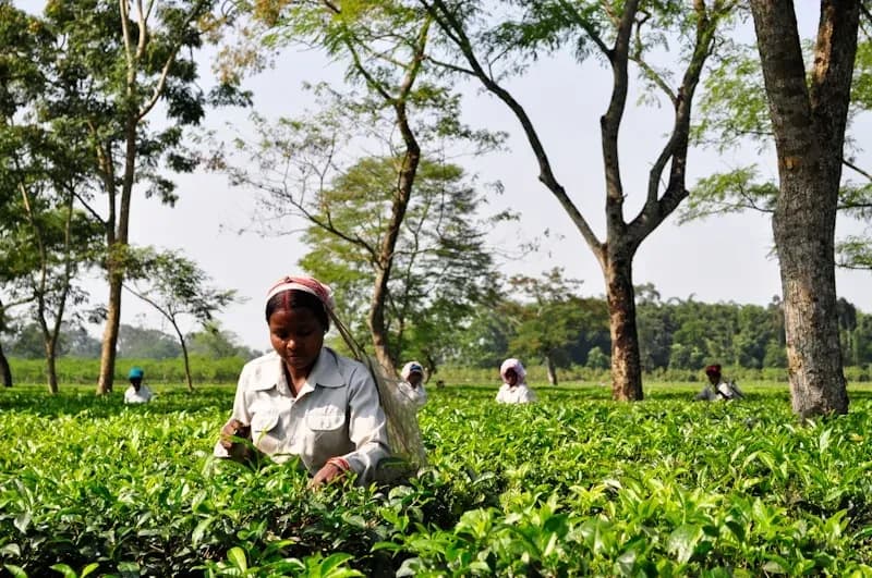 Tea pickers working a hillside garden at altitude